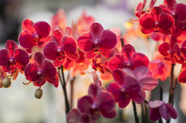 2 подкормки для Орхидей летом, чтоб они цвели пышно и долго